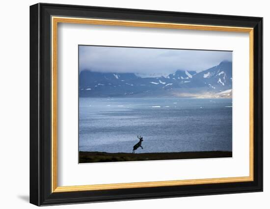 Reindeer, Svalbard, Norway-Paul Souders-Framed Photographic Print