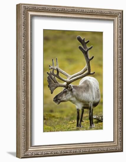 Reindeer, Svalbard, Norway-Paul Souders-Framed Photographic Print