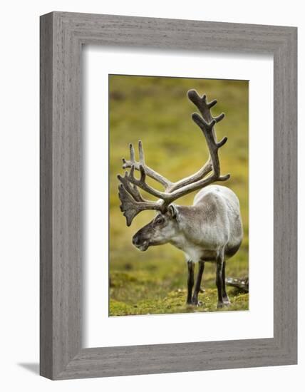 Reindeer, Svalbard, Norway-Paul Souders-Framed Photographic Print