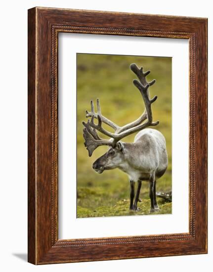 Reindeer, Svalbard, Norway-Paul Souders-Framed Photographic Print