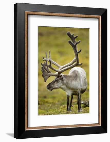 Reindeer, Svalbard, Norway-Paul Souders-Framed Photographic Print