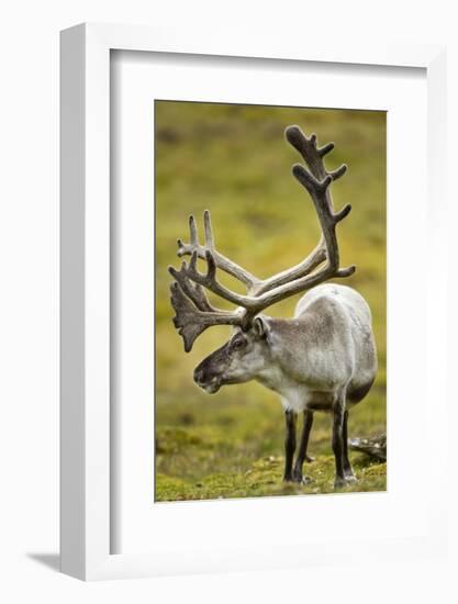 Reindeer, Svalbard, Norway-Paul Souders-Framed Photographic Print