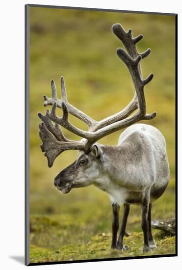 Reindeer, Svalbard, Norway-Paul Souders-Mounted Photographic Print