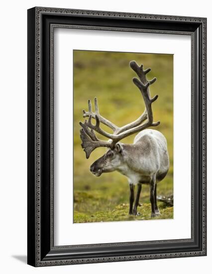 Reindeer, Svalbard, Norway-Paul Souders-Framed Photographic Print