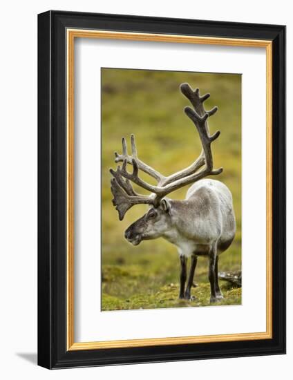 Reindeer, Svalbard, Norway-Paul Souders-Framed Photographic Print