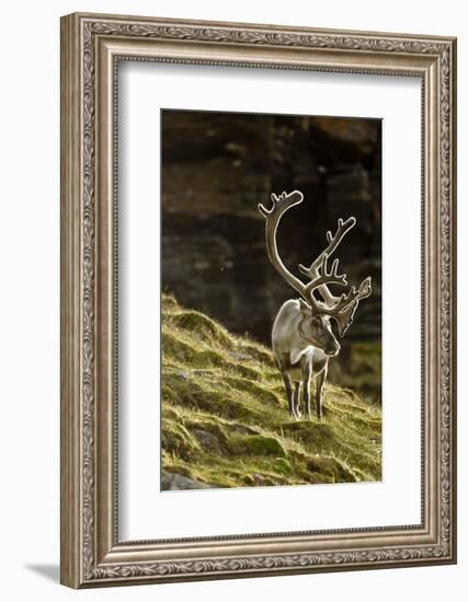 Reindeer, Svalbard, Norway-Paul Souders-Framed Photographic Print