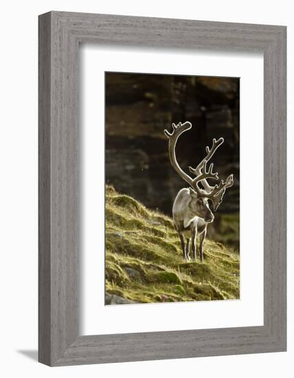 Reindeer, Svalbard, Norway-Paul Souders-Framed Photographic Print