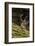 Reindeer, Svalbard, Norway-Paul Souders-Framed Photographic Print