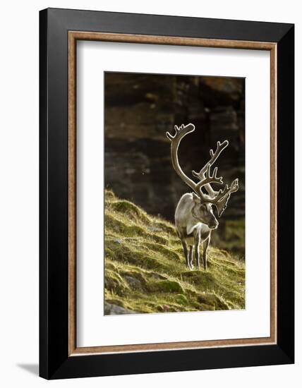 Reindeer, Svalbard, Norway-Paul Souders-Framed Photographic Print