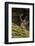 Reindeer, Svalbard, Norway-Paul Souders-Framed Photographic Print