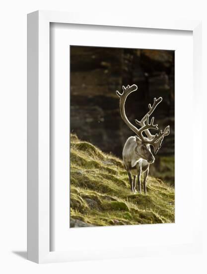 Reindeer, Svalbard, Norway-Paul Souders-Framed Photographic Print