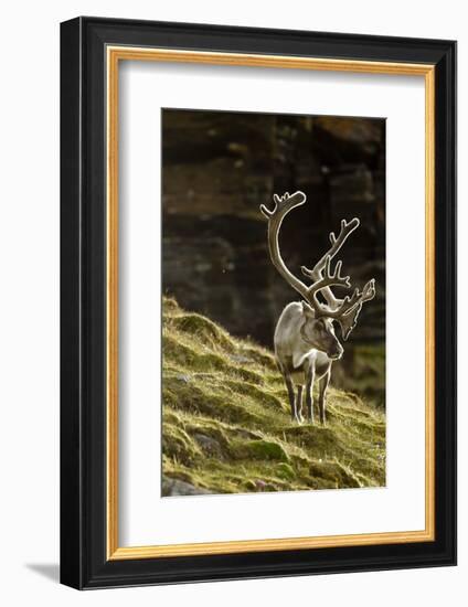 Reindeer, Svalbard, Norway-Paul Souders-Framed Photographic Print