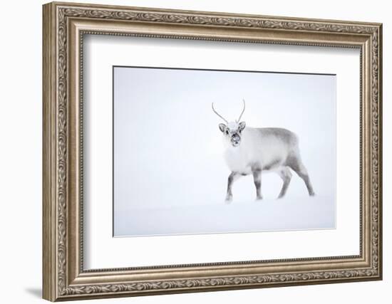 Reindeer walking in snow, Svalbard, Norway-Danny Green-Framed Photographic Print