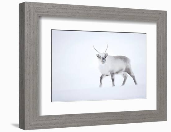 Reindeer walking in snow, Svalbard, Norway-Danny Green-Framed Photographic Print