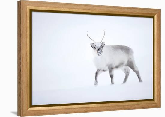 Reindeer walking in snow, Svalbard, Norway-Danny Green-Framed Premier Image Canvas