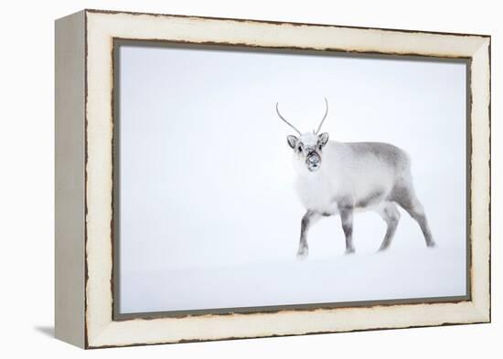 Reindeer walking in snow, Svalbard, Norway-Danny Green-Framed Premier Image Canvas