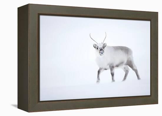 Reindeer walking in snow, Svalbard, Norway-Danny Green-Framed Premier Image Canvas