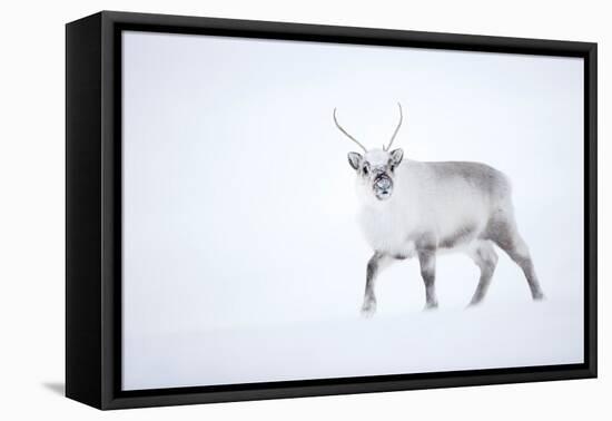 Reindeer walking in snow, Svalbard, Norway-Danny Green-Framed Premier Image Canvas