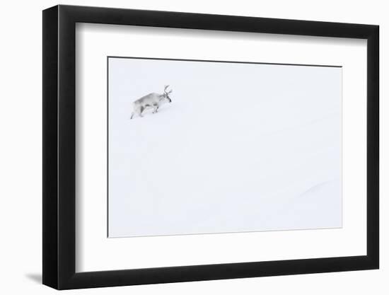 Reindeer walking up slope in snow. Svalbard, Norway-Danny Green-Framed Photographic Print