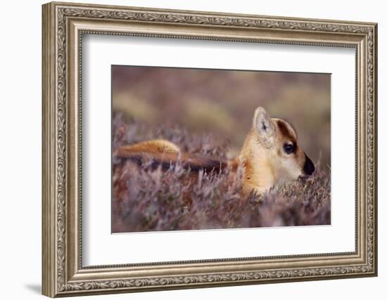 Reindeer week old calf sheltering in heather, Cairngorm National Park, Speyside, Scotland-Laurie Campbell-Framed Photographic Print