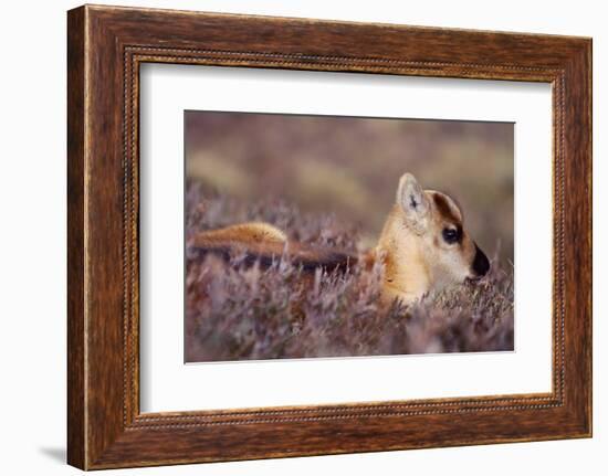 Reindeer week old calf sheltering in heather, Cairngorm National Park, Speyside, Scotland-Laurie Campbell-Framed Photographic Print