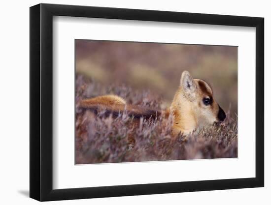 Reindeer week old calf sheltering in heather, Cairngorm National Park, Speyside, Scotland-Laurie Campbell-Framed Photographic Print