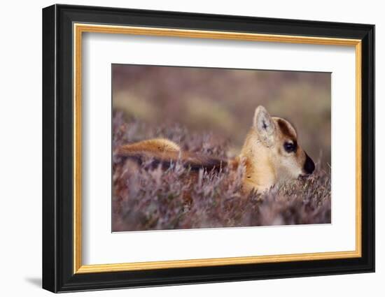 Reindeer week old calf sheltering in heather, Cairngorm National Park, Speyside, Scotland-Laurie Campbell-Framed Photographic Print