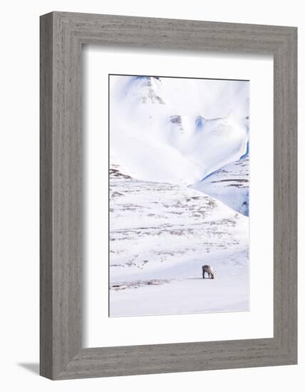 Reindeer-leaf-Framed Photographic Print