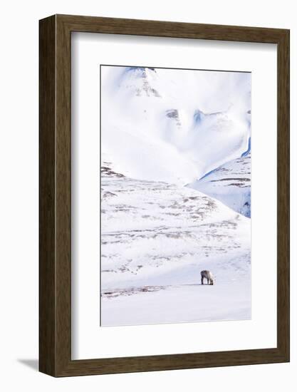 Reindeer-leaf-Framed Photographic Print