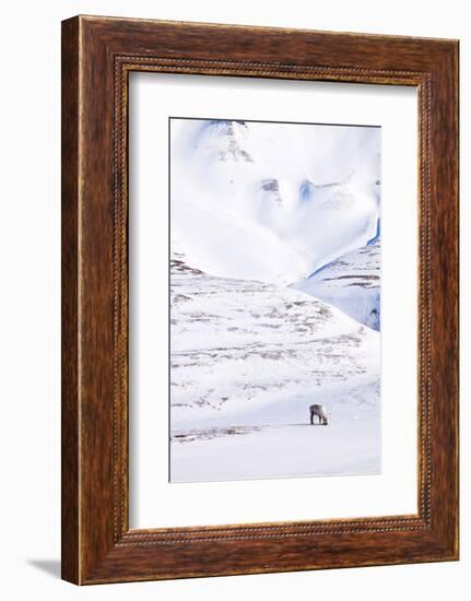 Reindeer-leaf-Framed Photographic Print