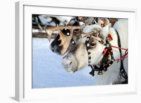 Reindeer-3355m-Framed Photographic Print