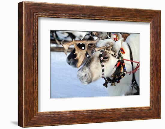 Reindeer-3355m-Framed Photographic Print