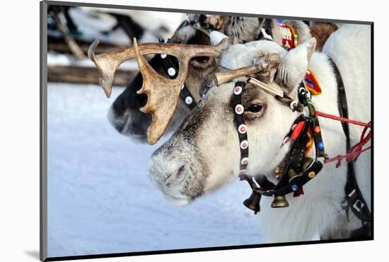 Reindeer-3355m-Mounted Photographic Print