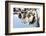 Reindeer-3355m-Framed Photographic Print