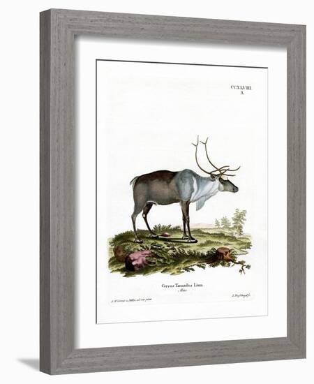 Reindeer-null-Framed Giclee Print