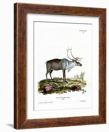 Reindeer-null-Framed Giclee Print