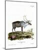 Reindeer-null-Mounted Giclee Print