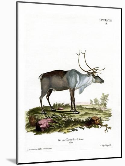 Reindeer-null-Mounted Giclee Print