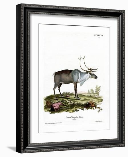 Reindeer-null-Framed Giclee Print