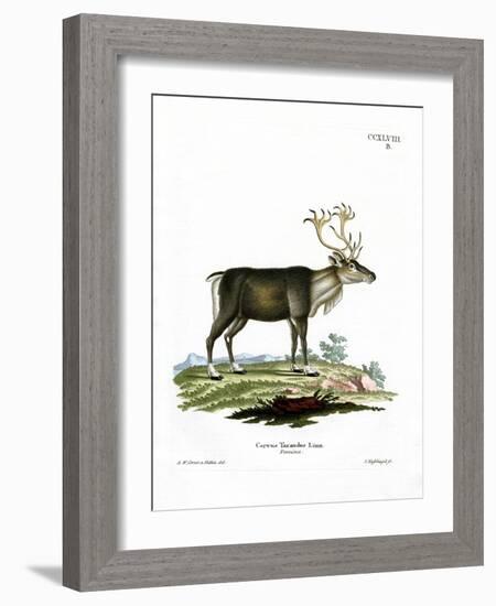 Reindeer-null-Framed Giclee Print