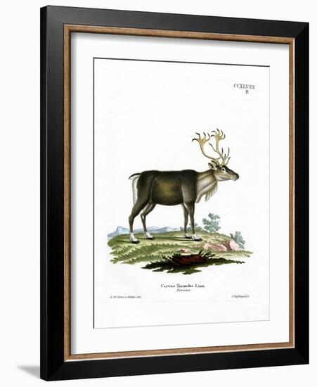 Reindeer-null-Framed Giclee Print