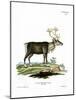 Reindeer-null-Mounted Giclee Print
