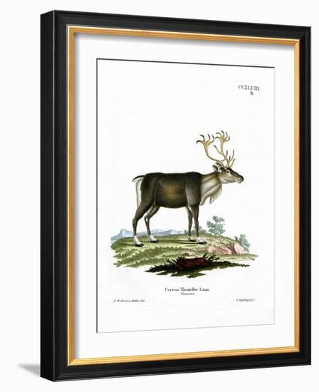 Reindeer-null-Framed Giclee Print