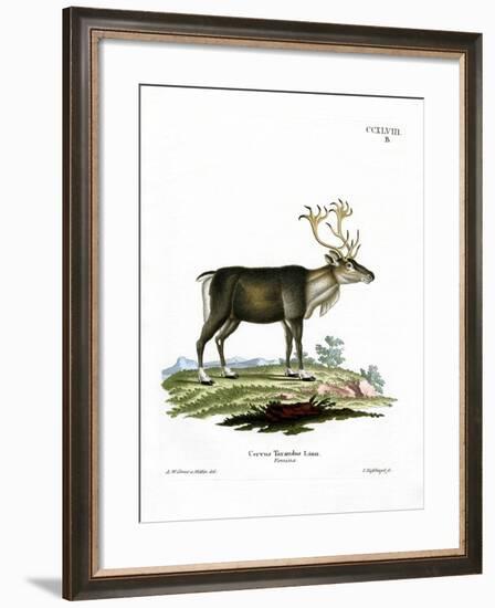 Reindeer-null-Framed Giclee Print