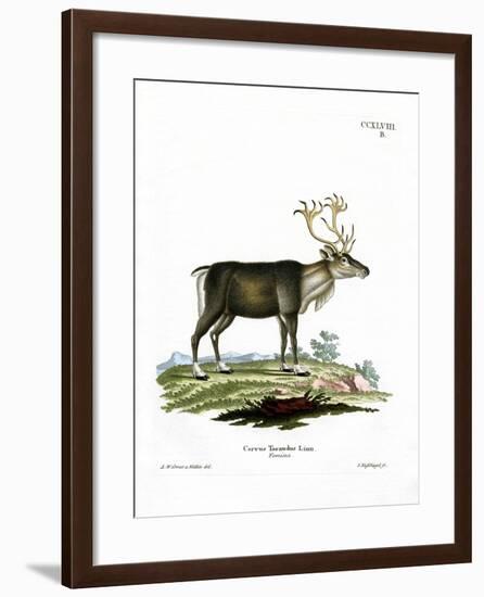 Reindeer-null-Framed Giclee Print