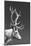 Reindeer-Gabriella Roberg-Mounted Giclee Print