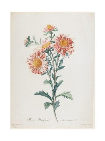 Reine Marguerite From Fleurs Dessinees Dapres Nature C 1800 Giclee Print By Gerard Van Spaendonck Artcom