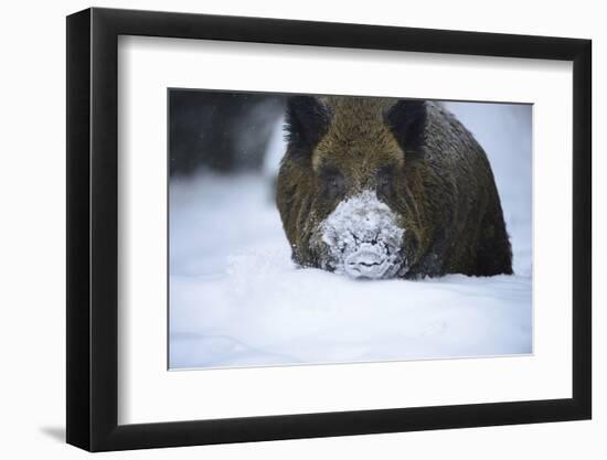Photographic Print, , large