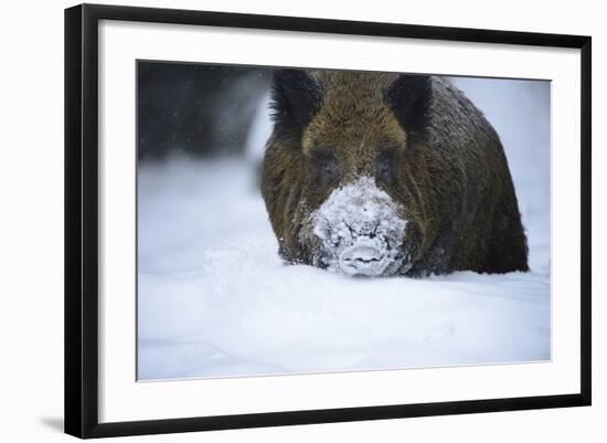 Photographic Print, , large