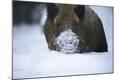 Photographic Print
